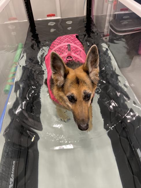 German Shepherd Dog Underwater Treadmill