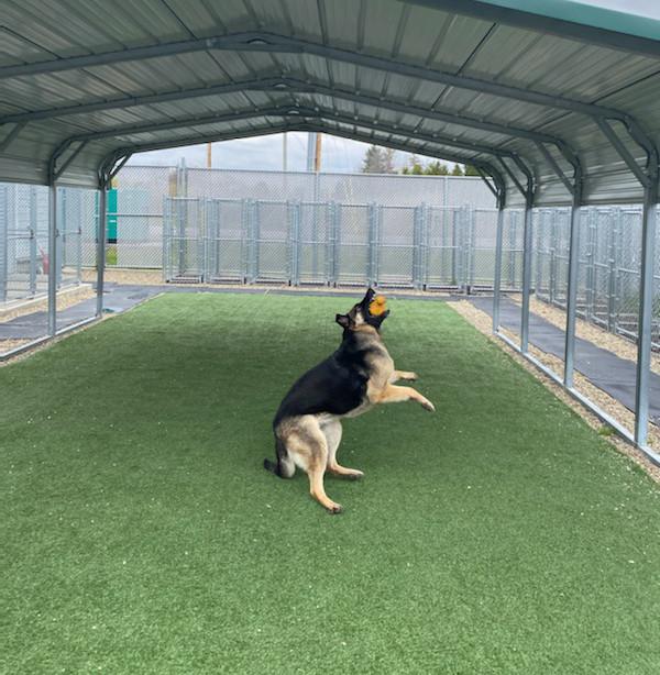kennel