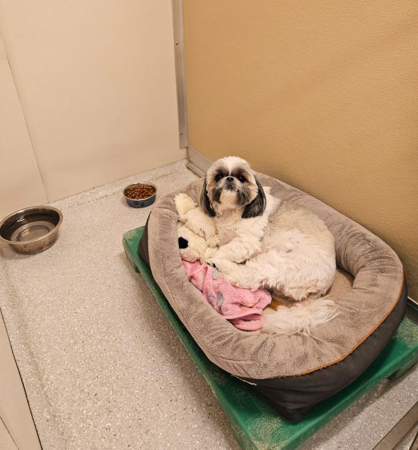 kennel