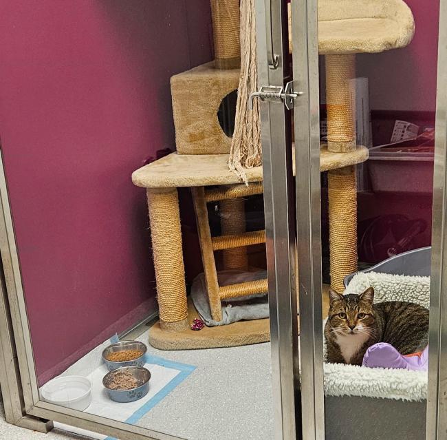 kennel