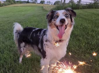 Freedom From Fear: Noise Conditioning for Fireworks and Thunderstorms