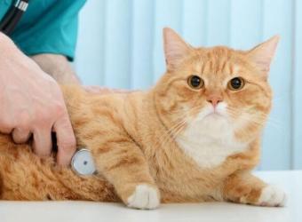 Annual Exams for Cats: Why They’re Just as Important as Dog Checkups