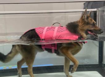 When Minutes Matter: Recognizing & Preventing GDV in Dogs