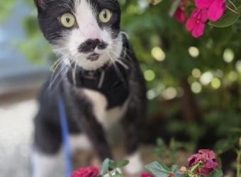 Feline Enrichment: Creating A Happier, Healthier Cat