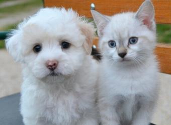 Vaccination: Finding the Right Protocol for Your Pet