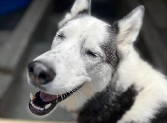 Tips & Tricks for Medicating Your Dog