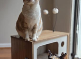 Forever Viruses: How FeLV and FIV Affect Your Cat's Health