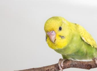Before You Get A Pet Bird: What Every Owner Should Know