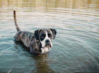 Leptospirosis: Why Protecting Your Dog Protects Your Family