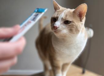 Exploring Cooperative Care For Our Scaredy Cats