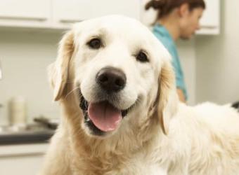 Xylitol: Deadly Sweetener For Dogs