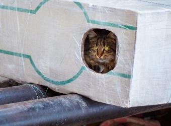 Cats and Cold Weather: How to Keep Feral and Outdoor Cats Warm as Temperatures Drop