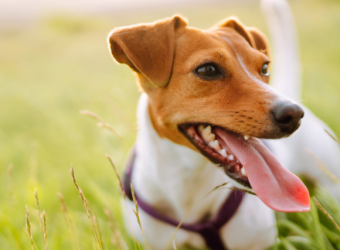 Unidentified Canine Upper Respiratory Illness