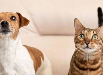 Tiny Chip, Big Protection: Why Microchipping Your Pet Matters