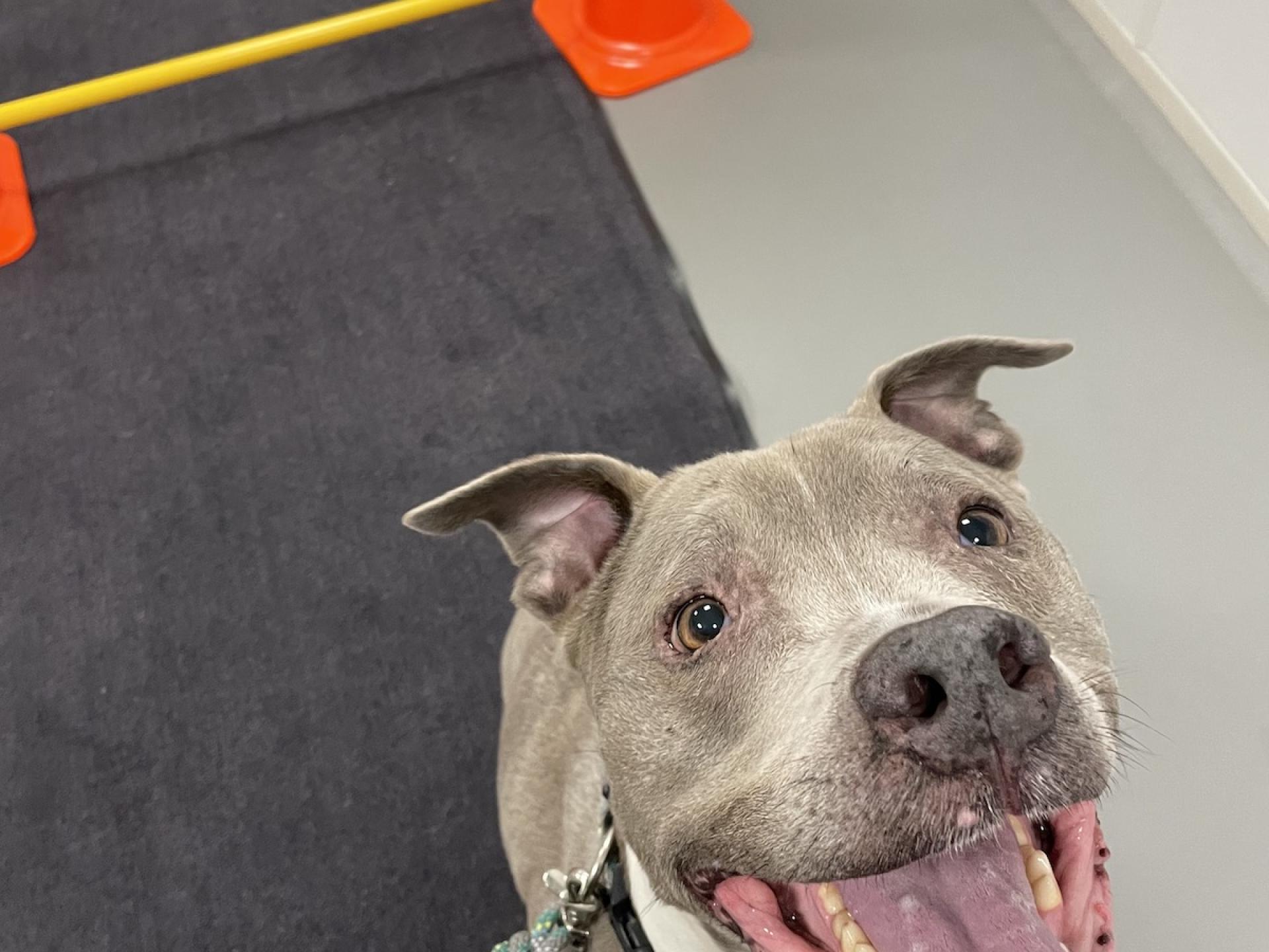 Dog with Cones Smiling Aurora Veterinary Clinic