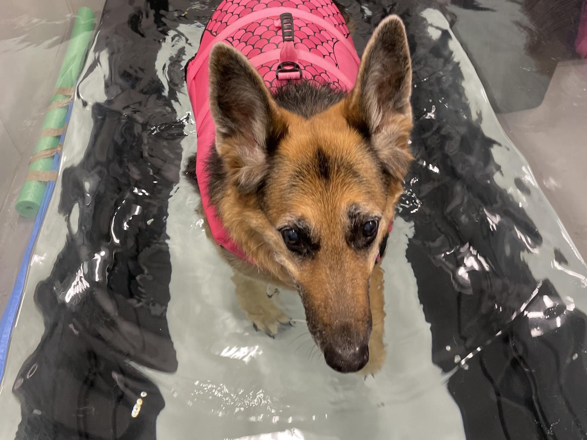 German Shepherd Dog Underwater Treadmill Aurora Veterinary Clinic